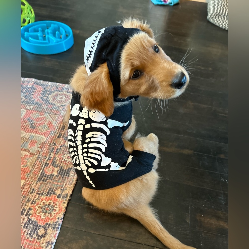 Dog Skeleton Costume